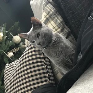 Meet your Posher, Benjamin